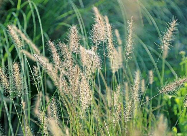 讲解！网易邮箱有多少用户“夏花依旧”