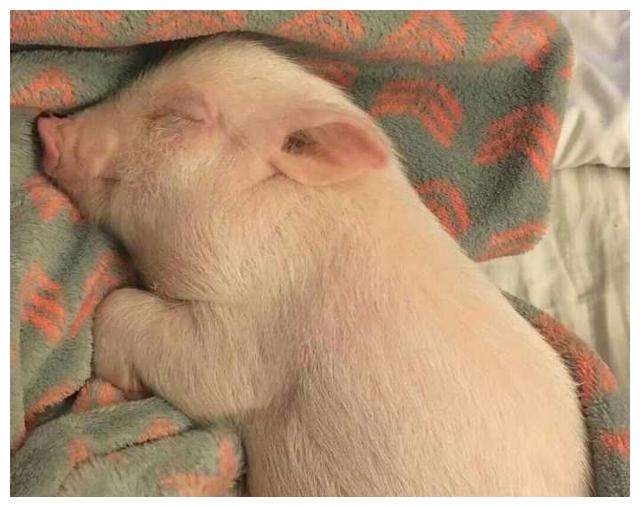 讲解！倒霉爱神插曲