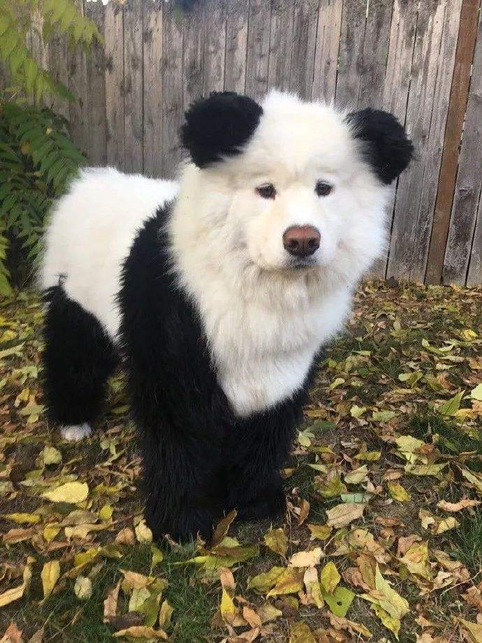 分析！将狗染色成熊猫收费1500