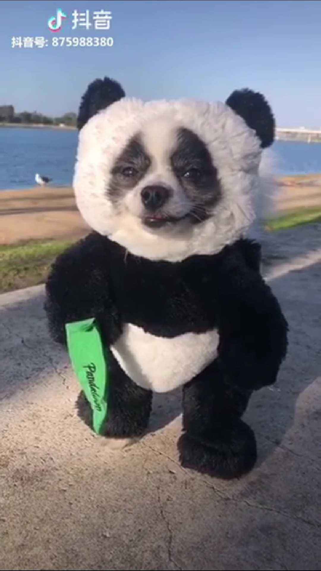 分析！将狗染色成熊猫收费1500