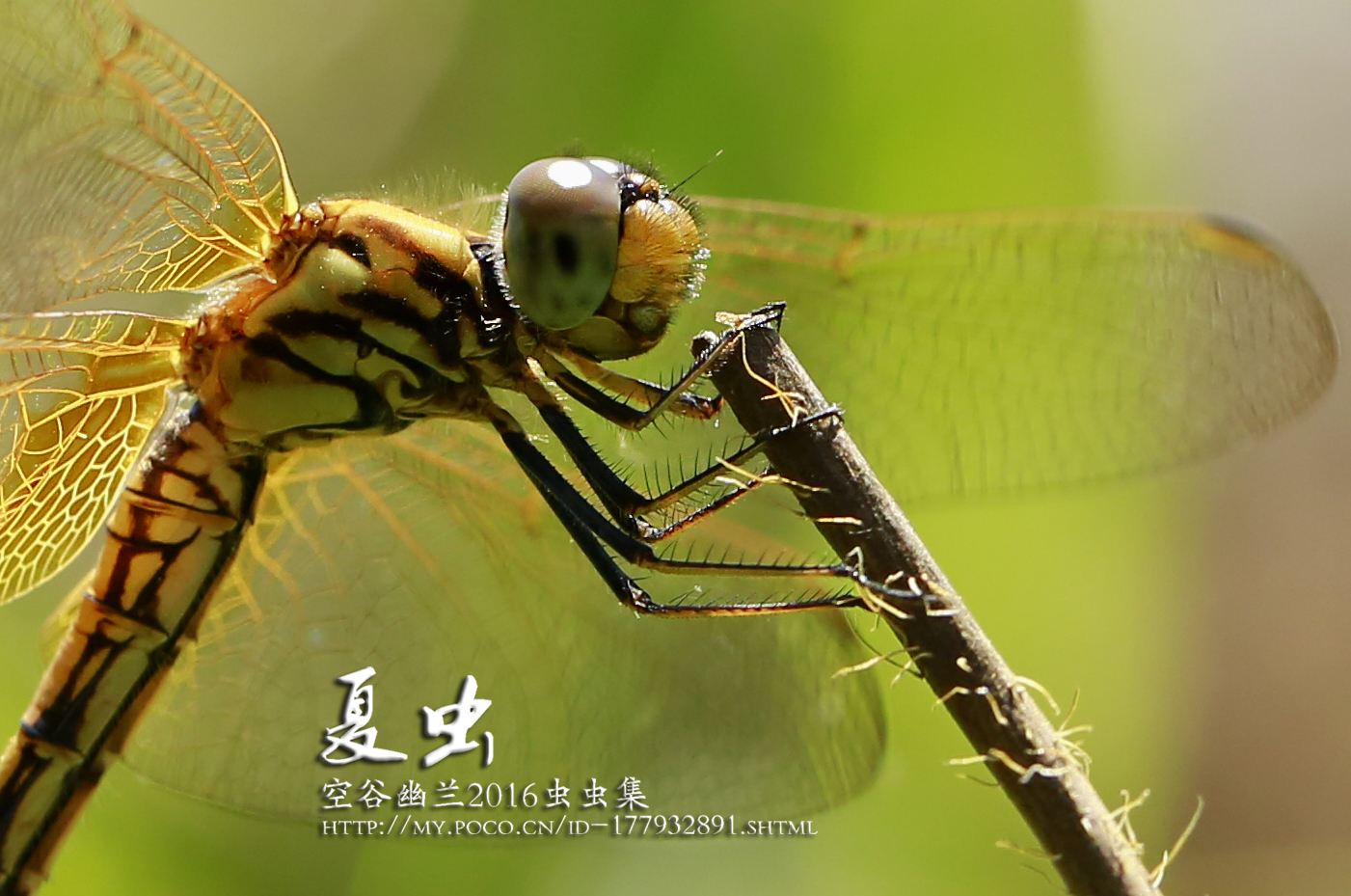 分析！8ka“空谷幽兰”