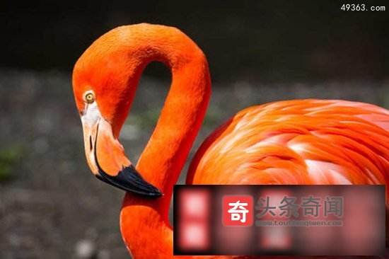 达人分享！什么鸟寿命最长