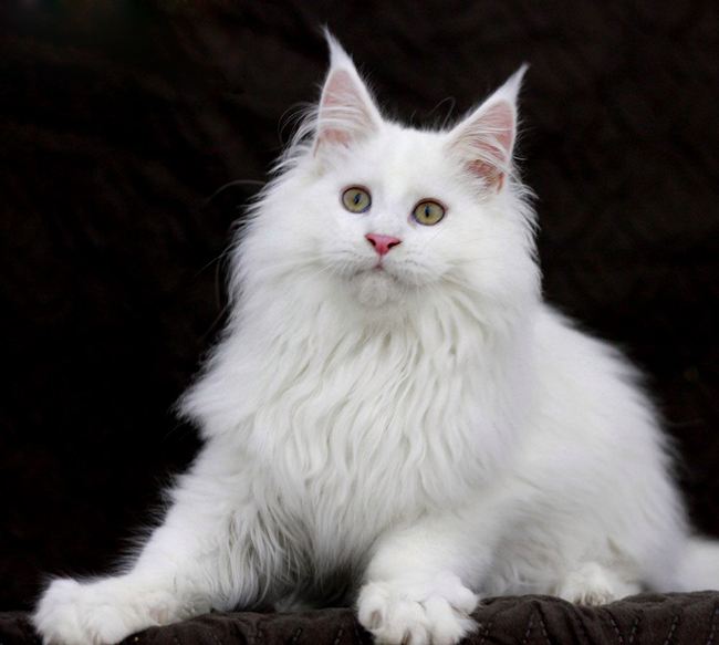 分析！动物的尾巴像什么“郢中白雪”