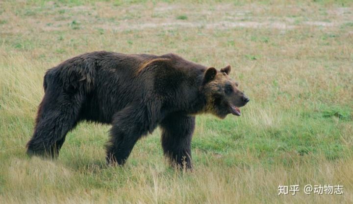 分析！动物的尾巴像什么“郢中白雪”