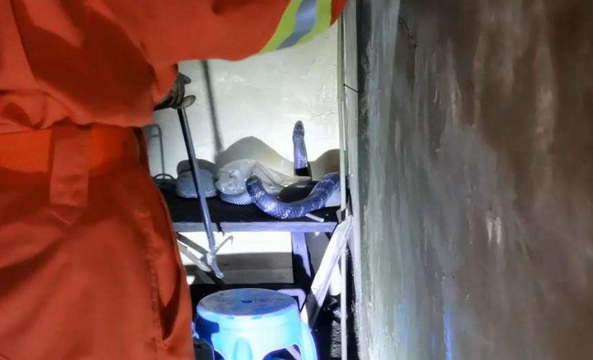 达人分享！广西大蛇“桃红柳绿”