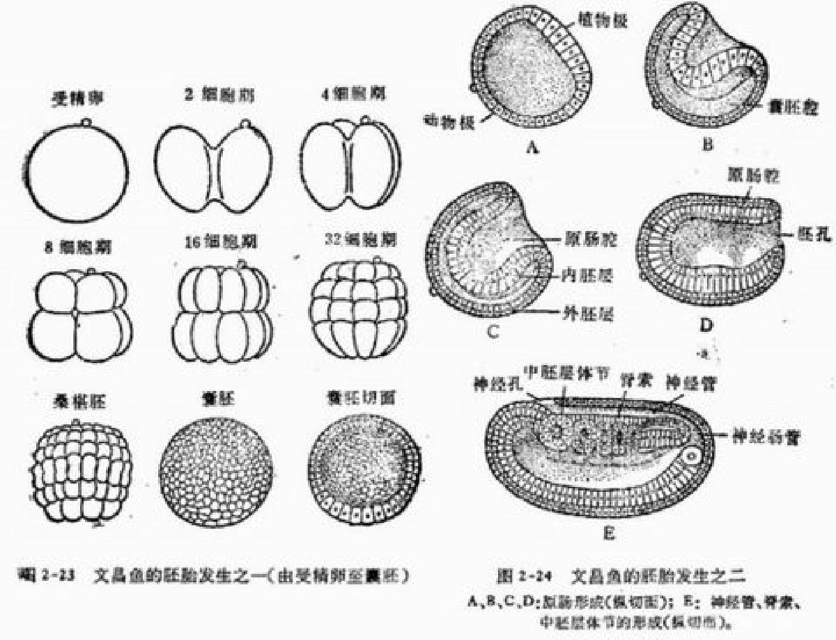 讲解！文昌鱼长什么样“雁过留声”