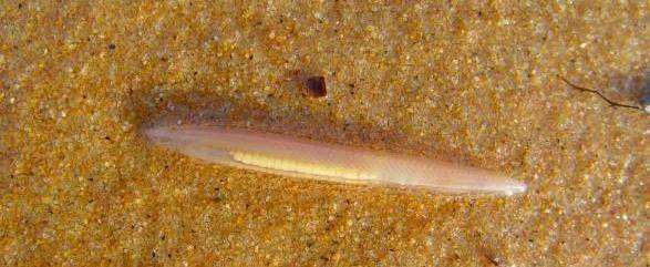 讲解！文昌鱼长什么样“雁过留声”