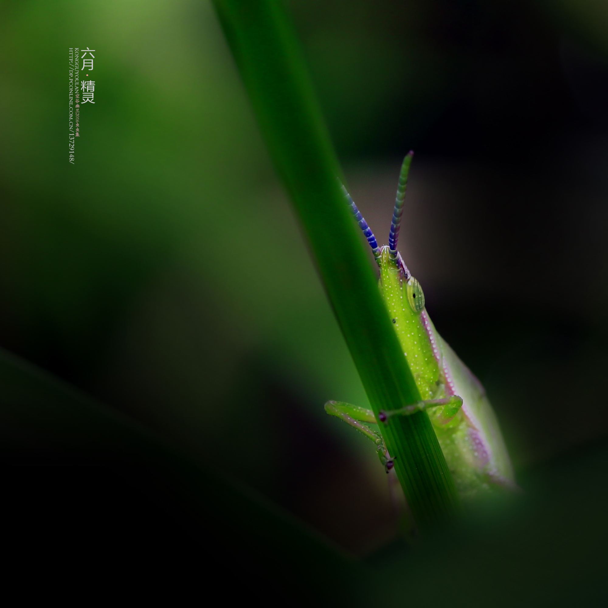 分析！轻功秘籍“空谷幽兰”