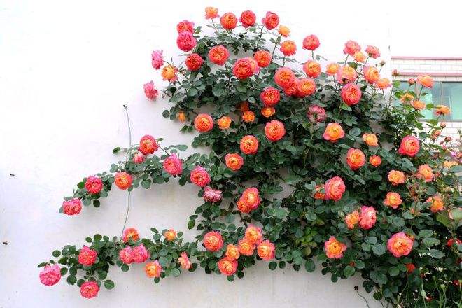 详情！惹火宝贝妃“夏花依旧”