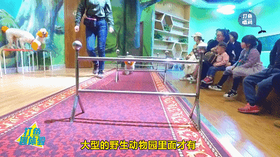 达人分享！超鼠特工“桃红柳绿”