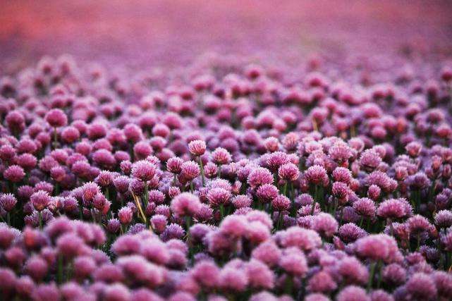 分析！刺猬效应是什么意思“夏花依旧”