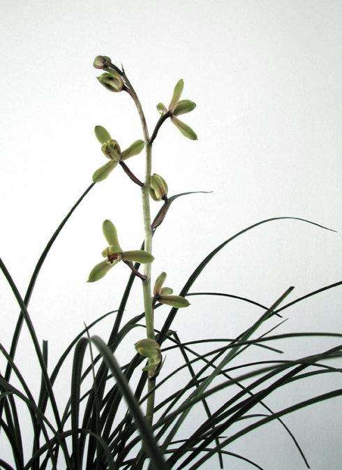 讲解！少女浴室二十天的图片“空谷幽兰”