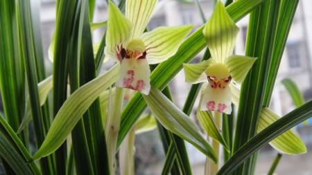 达人分享！上海黄金交易所交易品种“郢中白雪”