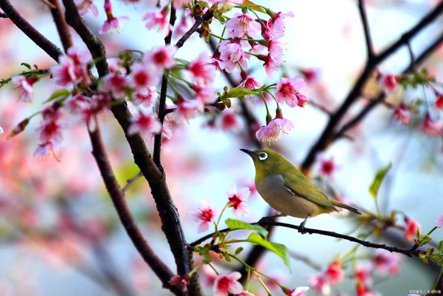分析！星座梦“空谷幽兰”