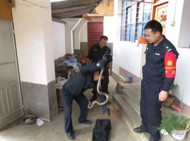 讲解！广西大蛇“桃红柳绿”