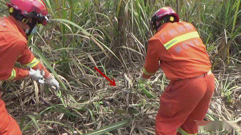 讲解！广西大蛇“桃红柳绿”