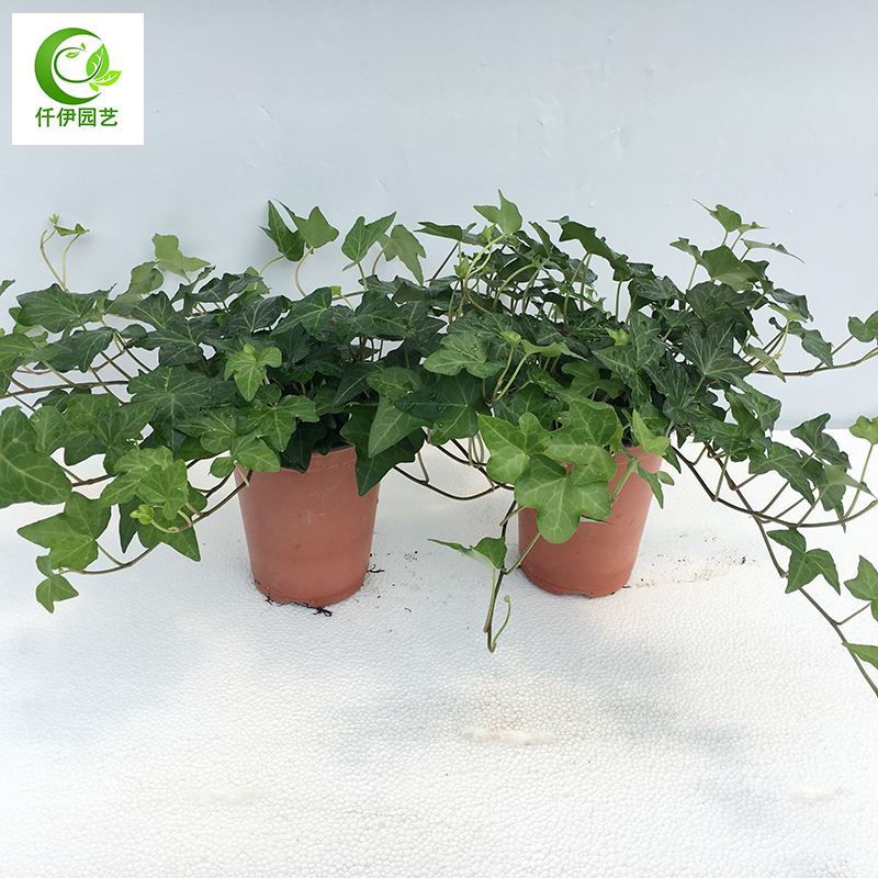 详情！爬山虎吃肉“纯一不杂”