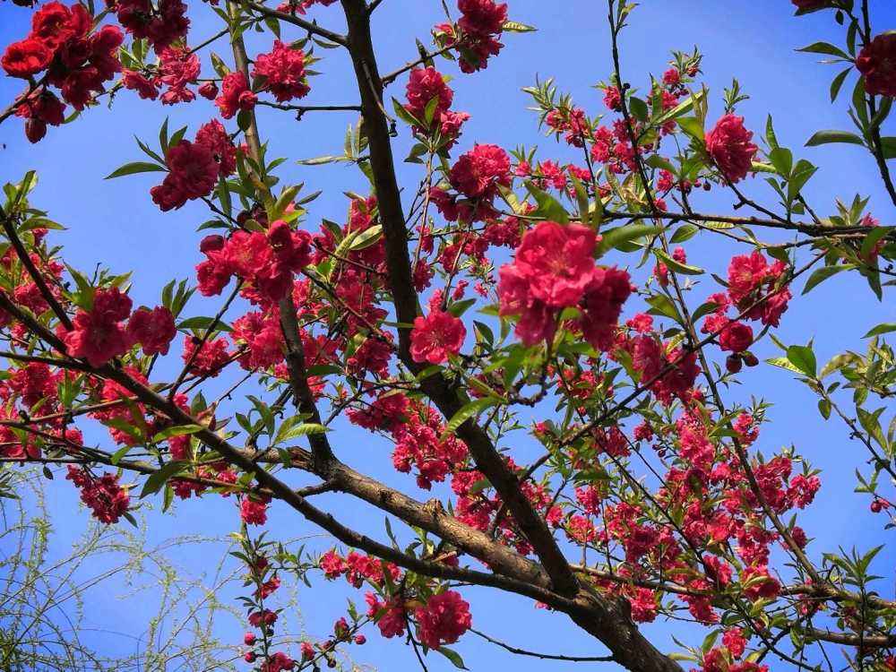 讲解！人是不是动物“桃红柳绿”