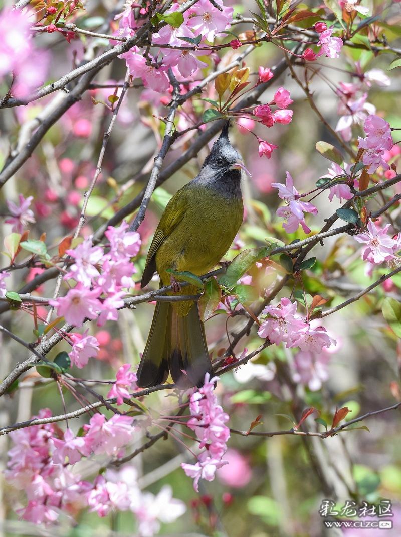 讲解！人是不是动物“桃红柳绿”