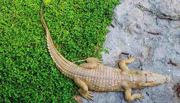 讲解！鳄鱼的眼泪是什么意思“桃红柳绿”