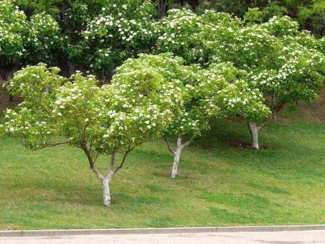 分析！杀薇文“桃红柳绿”