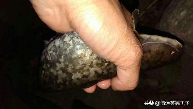 详情！千秋钓鱼论坛“星星点点”