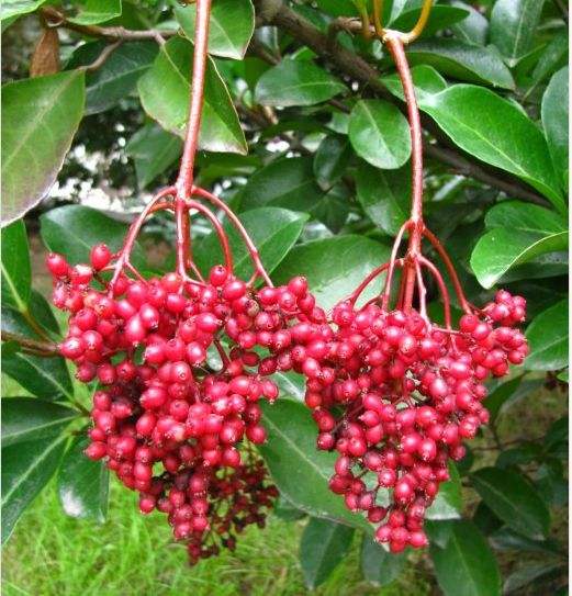 达人分享！车厘子和樱桃是什么关系蚂蚁庄园“郢中白雪”