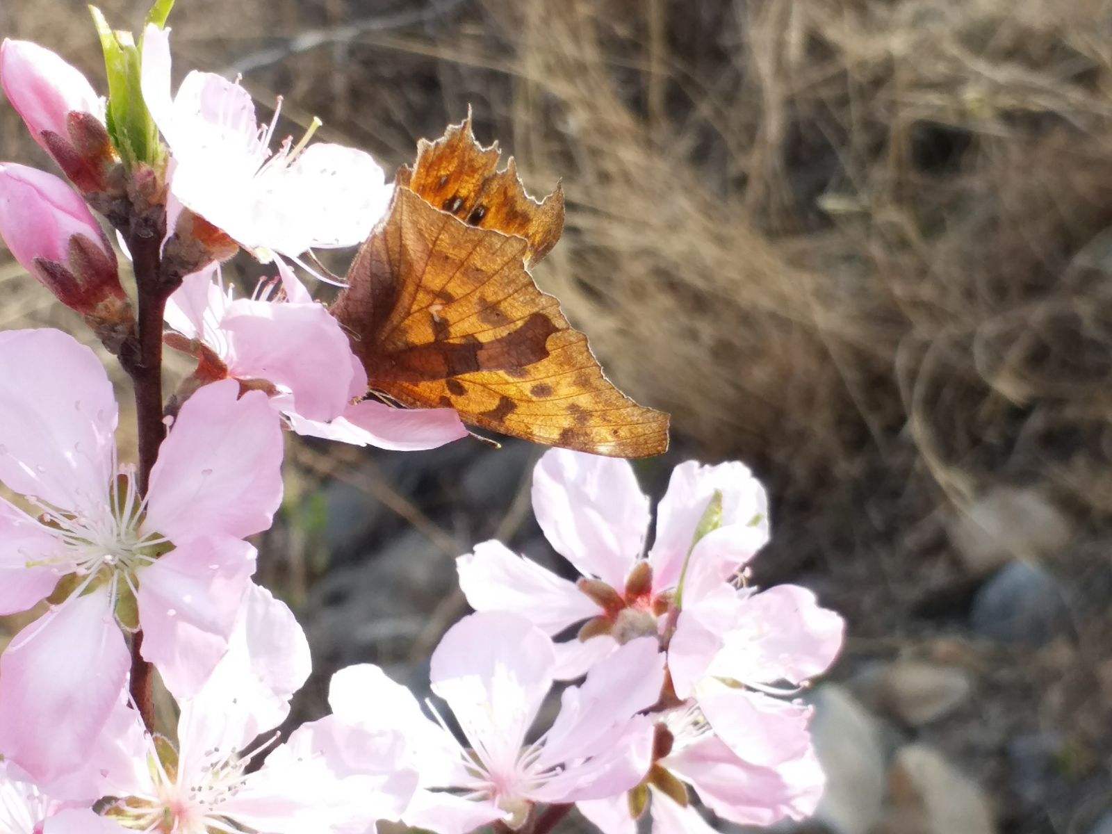 讲解！醒来发现男人某物还在身体里“桃红柳绿”