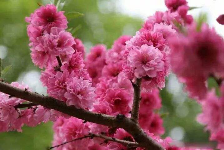 讲解！醒来发现男人某物还在身体里“桃红柳绿”