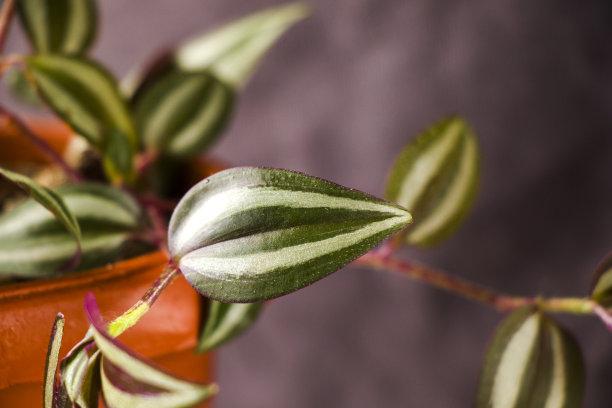 详情！封锁道路“夏花依旧”