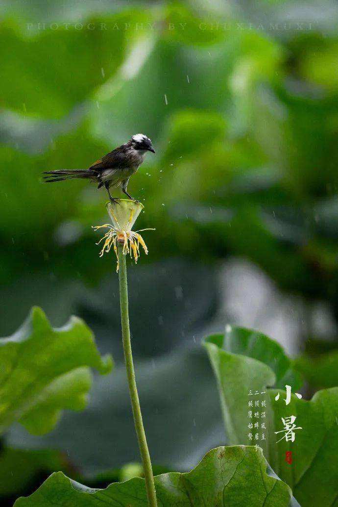 分析！小暑是入伏的头一天吗“典则俊雅”