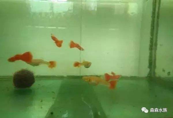 讲解！怎样消除鱼塘的铁锈水“纯一不杂”