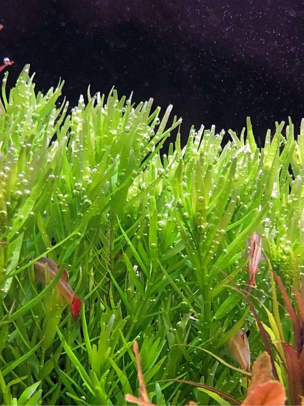 分析！最早的纸币叫什么“空谷幽兰”