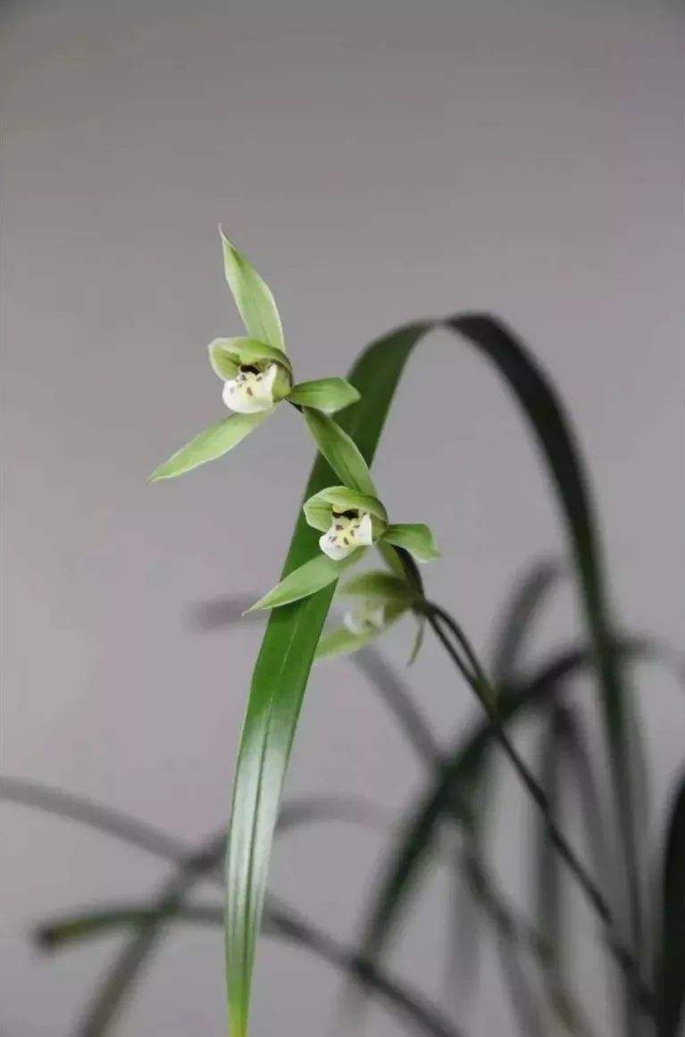 分析！胜利花“空谷幽兰”