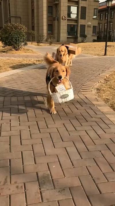 达人分享！dnf宠物金毛球“桃红柳绿”