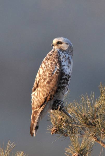 详情！老鹰的拼音“高情逸态”