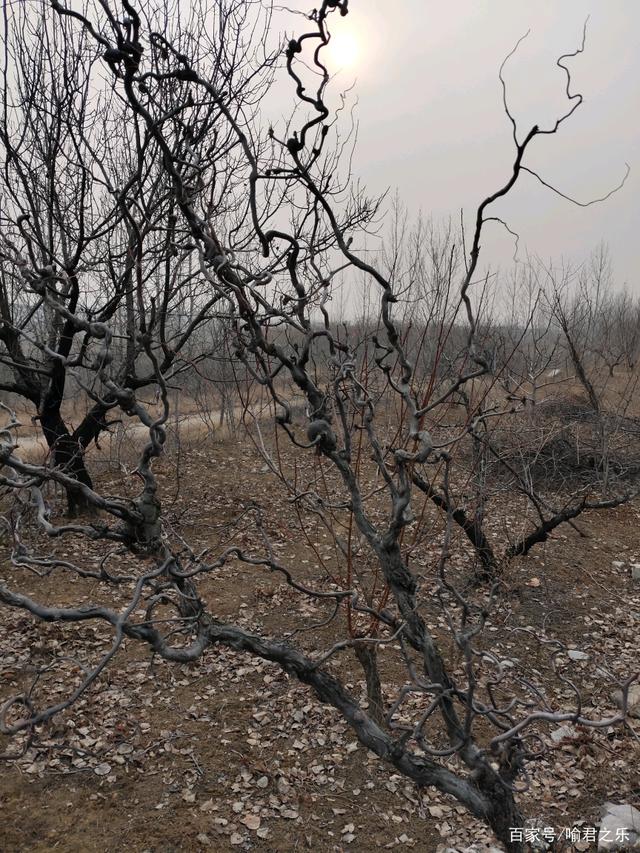 达人分享！枣树图片“纯一不杂”