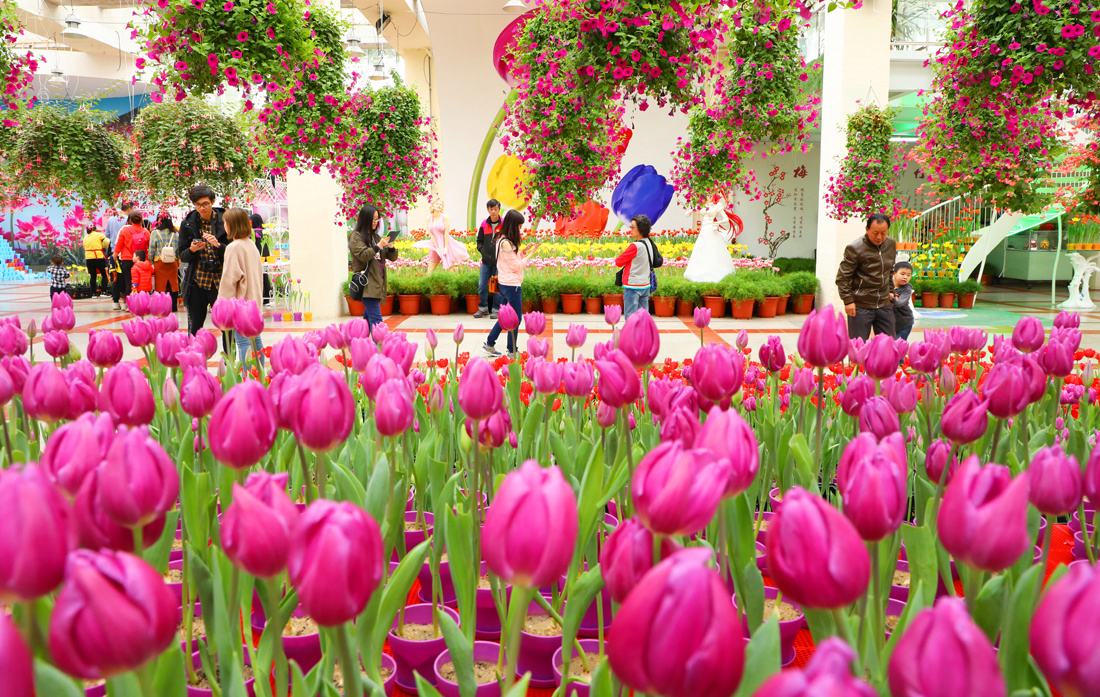 讲解！郁金香孩子什么意思“夏花依旧”