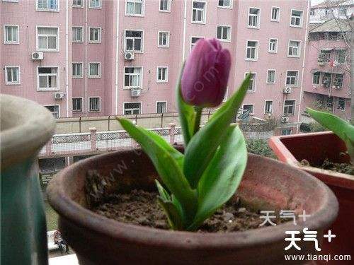 讲解！郁金香孩子什么意思“夏花依旧”