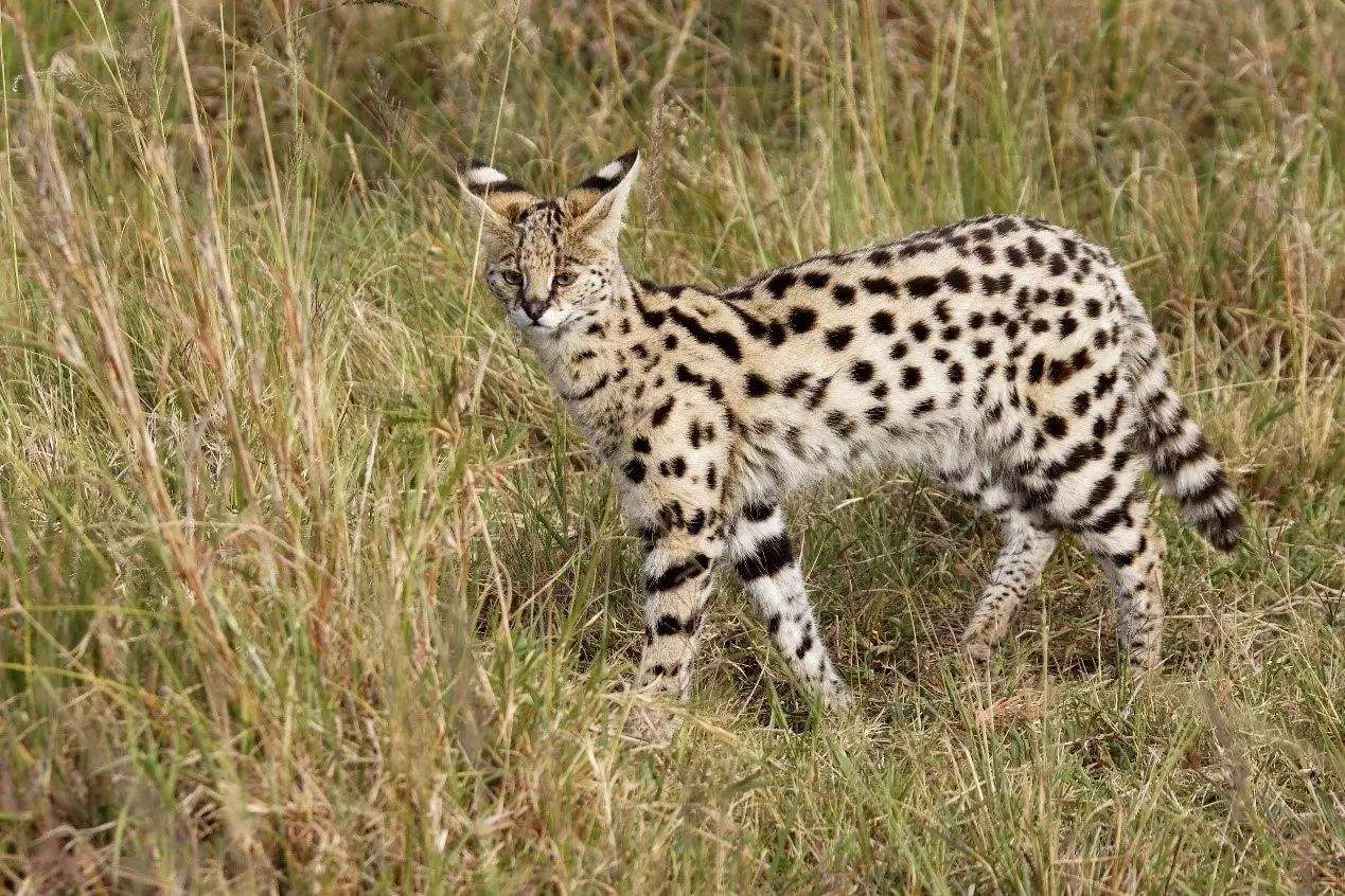 达人分享！动物的尾巴像什么“一抹红尘”