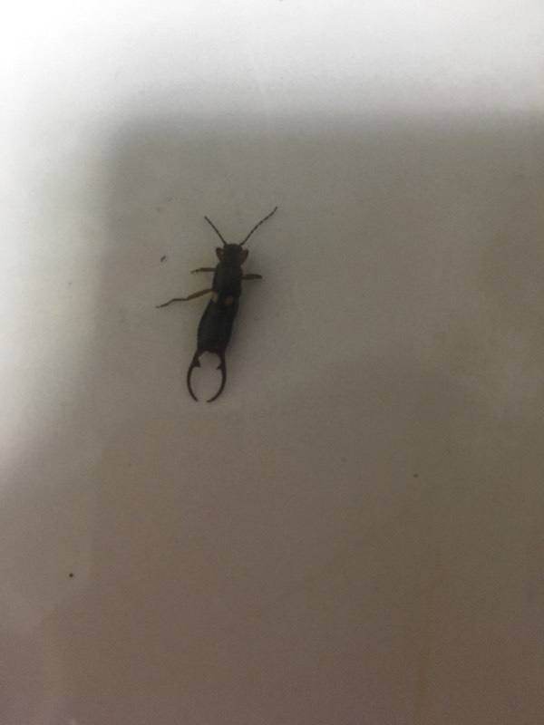 达人分享！动物的尾巴像什么“一抹红尘”