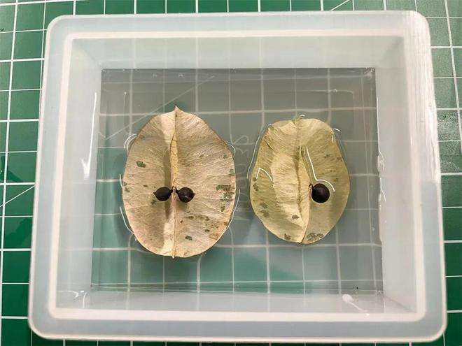 讲解！怎样套野鸡“高情逸态”