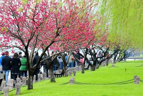 讲解！全球最安全城市榜“桃红柳绿”