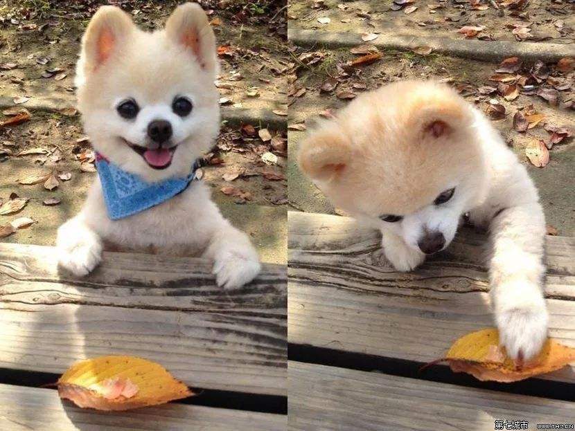 讲解！俊介君是什么品种“典则俊雅”