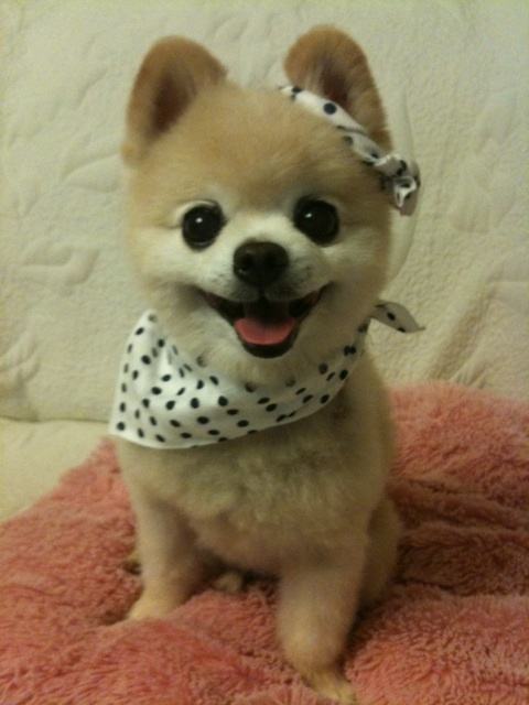 讲解！俊介君是什么品种“典则俊雅”