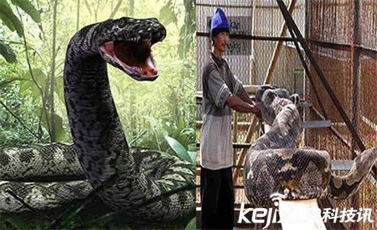 分析！挖出大蛇“高情逸态”