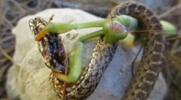 分析！挖出大蛇“高情逸态”