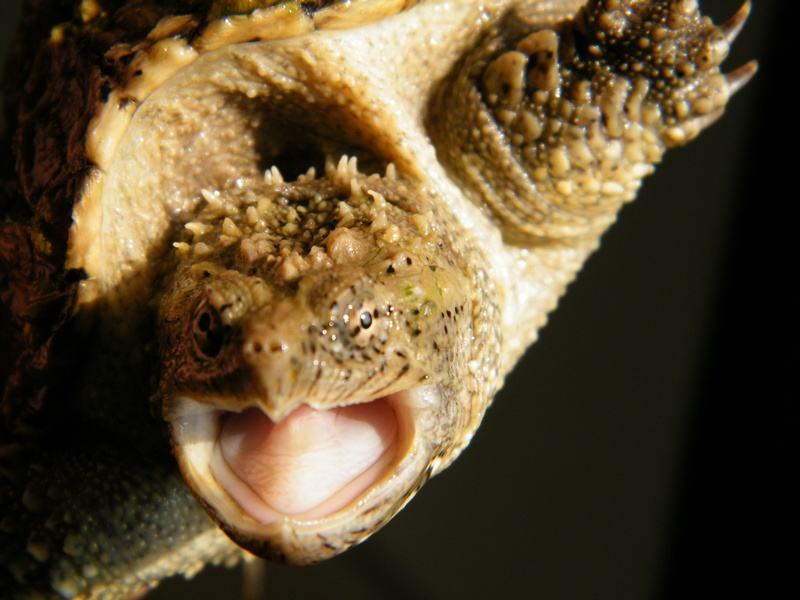 讲解！萨摩亚太阳神“纯一不杂”