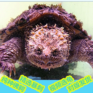 讲解！萨摩亚太阳神“纯一不杂”