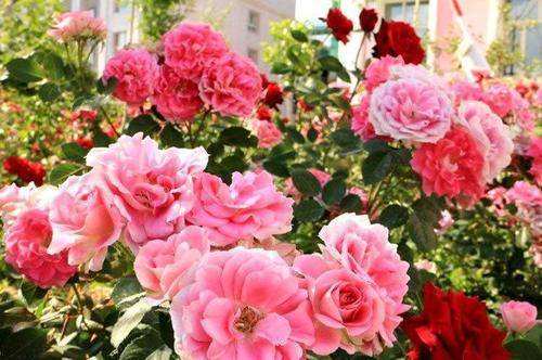 达人分享！矿物质微量元素“夏花依旧”